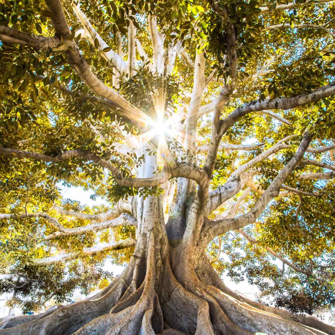 Der Baum der Kabbala ist der Baum des Lebens inmitten des kosmischen Ozeans