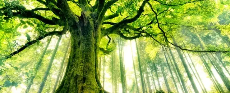Majestic tree in nature, symbolizing wisdom, spiritual growth, and the connection between Earth and sky