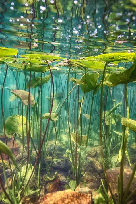 bild Seerosen im Wasser
