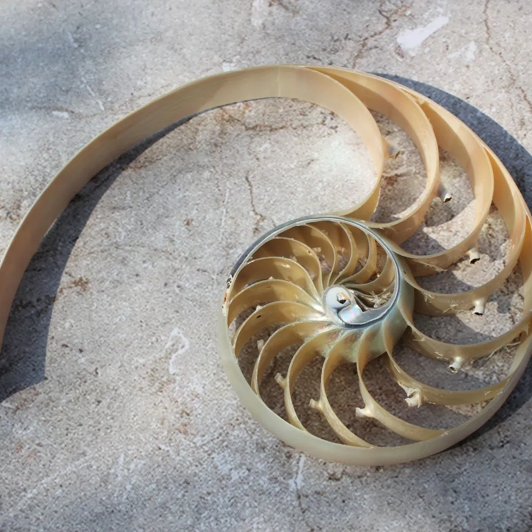 Secuencia de Fibonacci naturaleza
