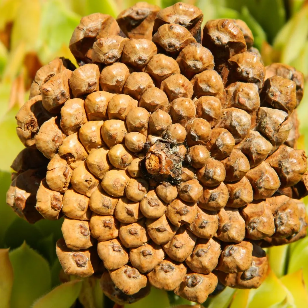 Secuencia de Fibonacci naturaleza