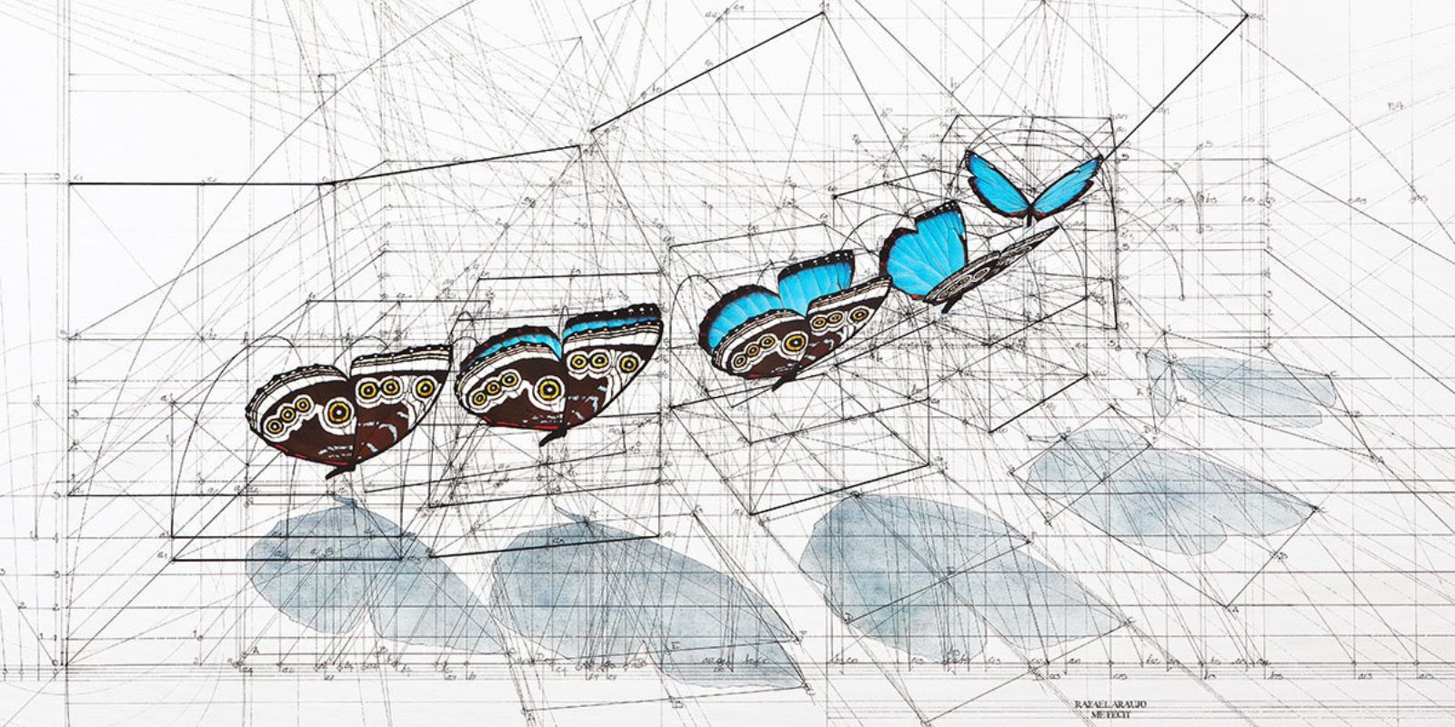 Suite of butterflies designed by Rafael Araujo with a geometric background based on the golden ratio and sacred geometry