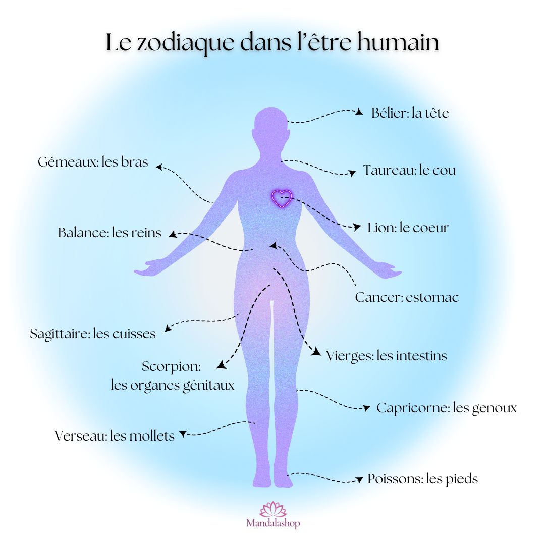 correspondance zodiaque corps humain