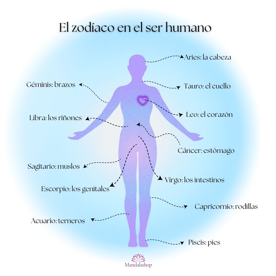 Correspondencia zodiaco cuerpo humano