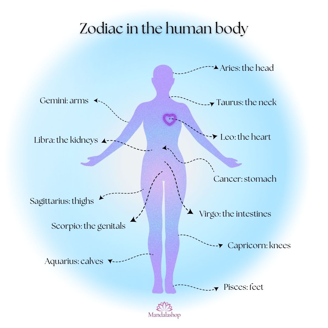 zodiac correspondence human body