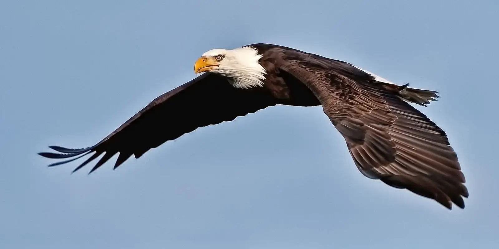 A majestic eagle in flight, symbolizing freedom, clear vision, and the inner power to rise above obstacles