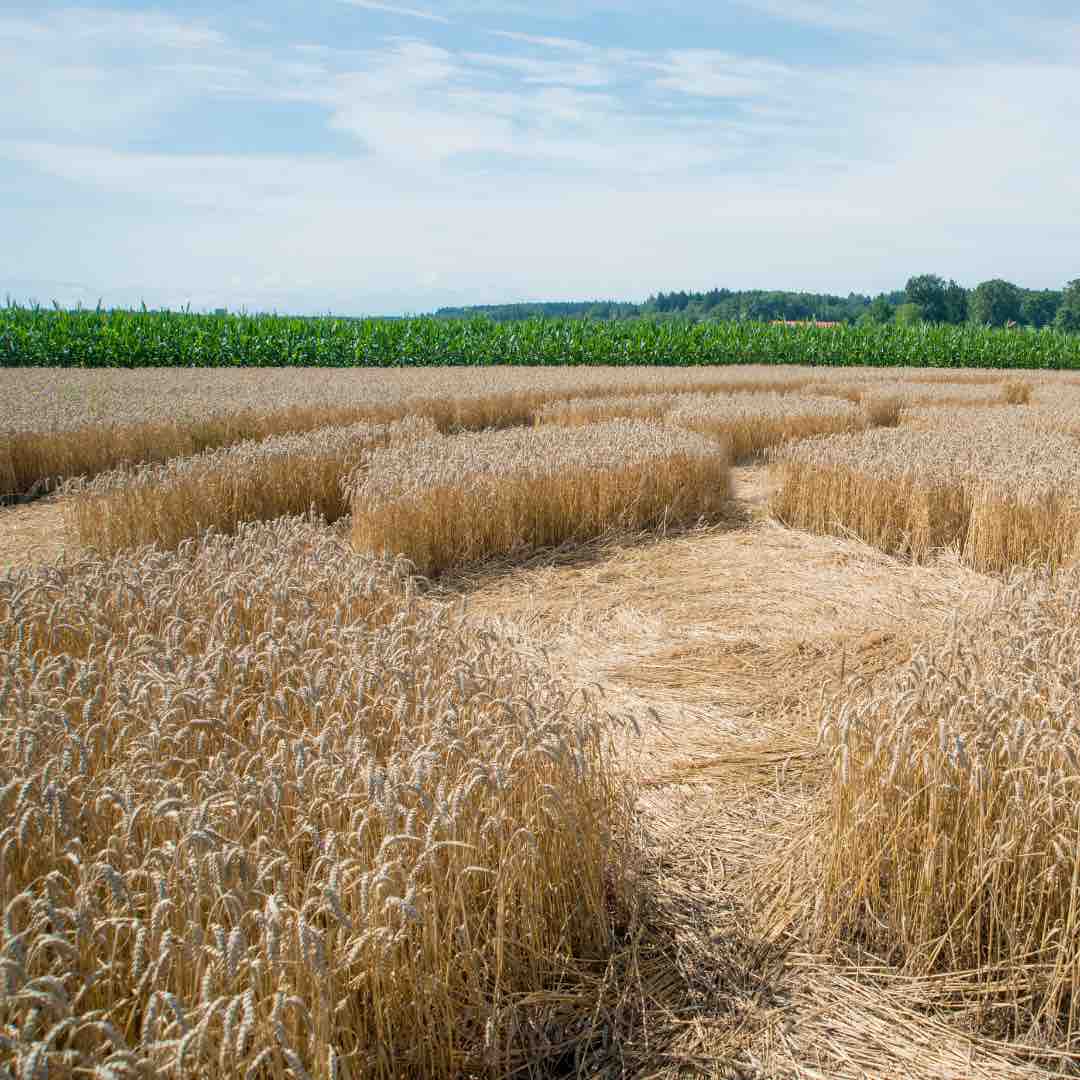 Detail eines Agroglyphen mit sorgfältig liegenden Weizenähren in einem geometrischen Muster