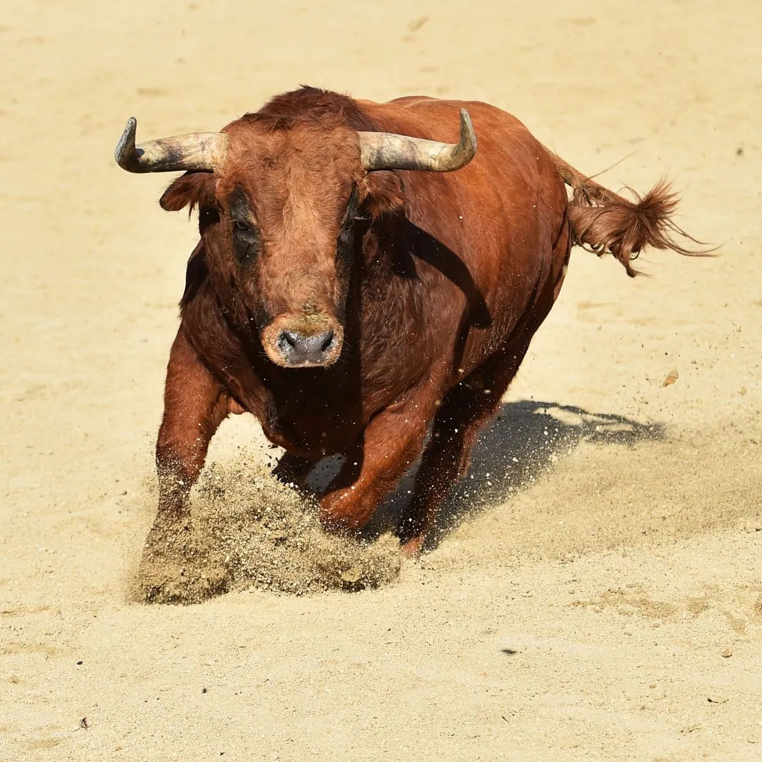 il toro, simbolo di potenza e forza
