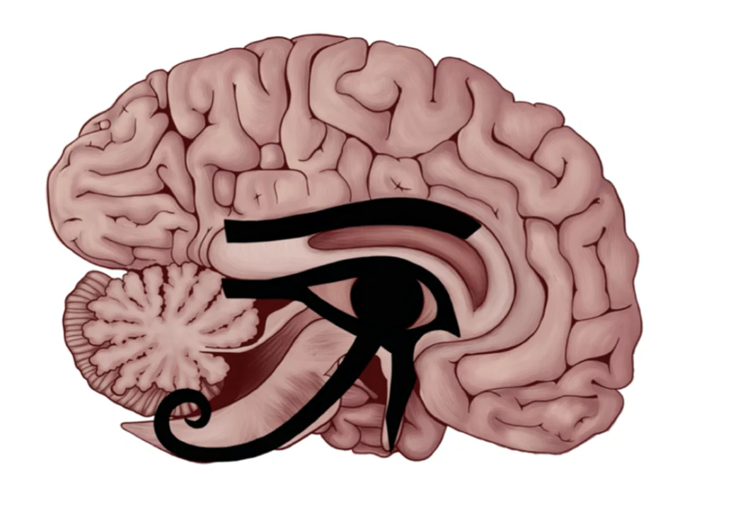 man findet die Form des Horusauges in einem Teil des Gehirns wieder