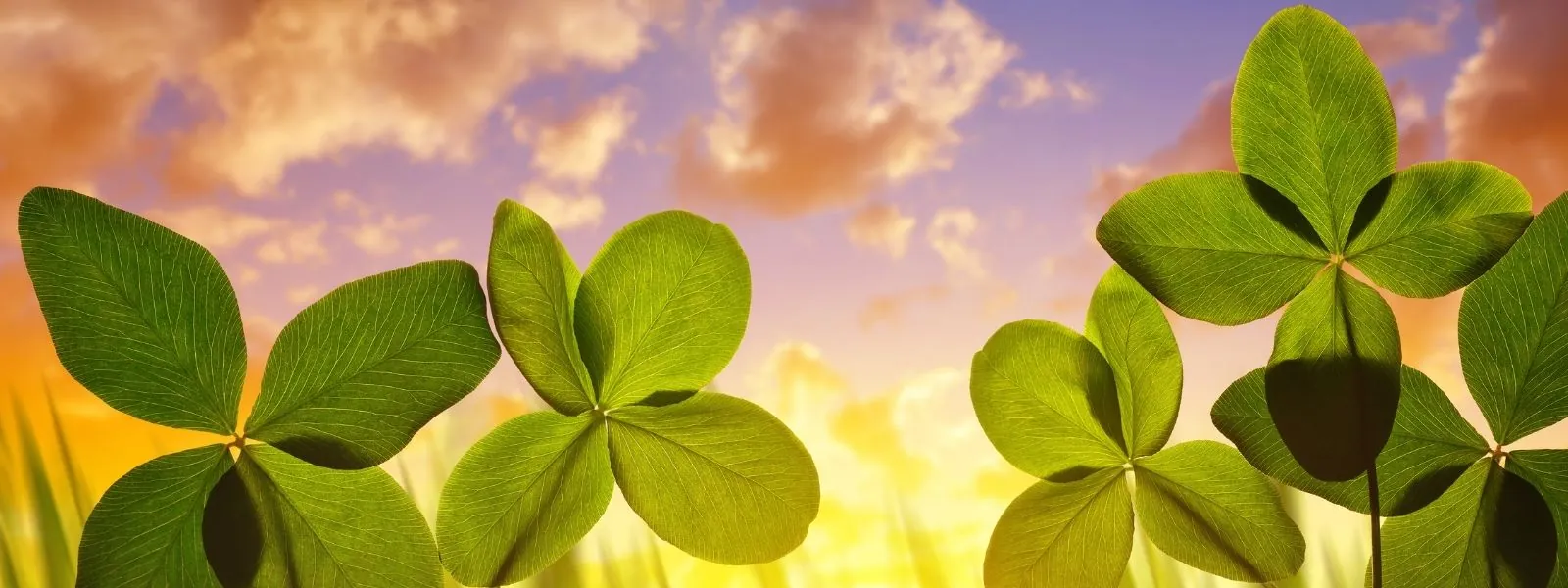 Vierblättriges Kleeblattfeld, in vielen Traditionen ein Symbol für Glück und Wohlstand