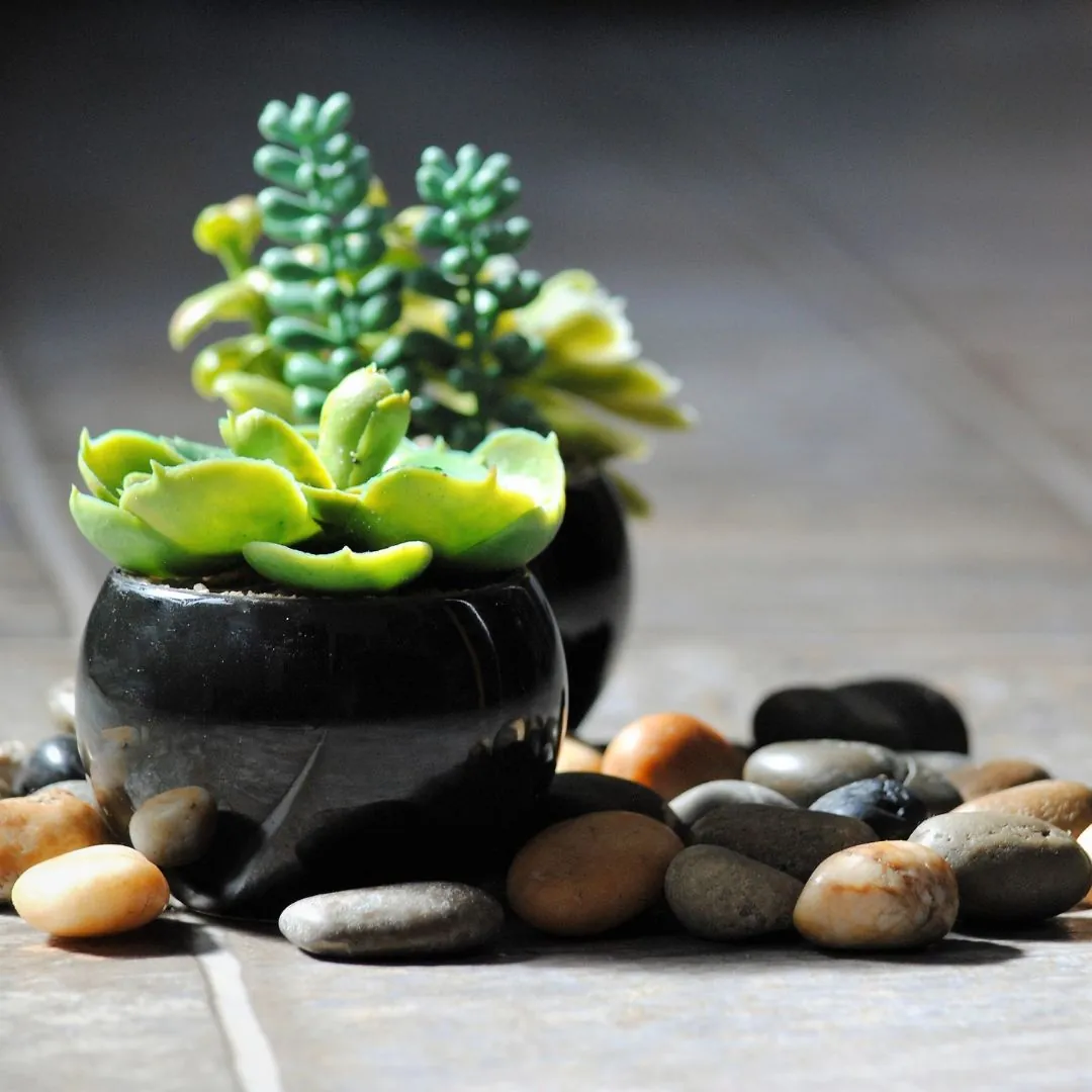planta feng shui