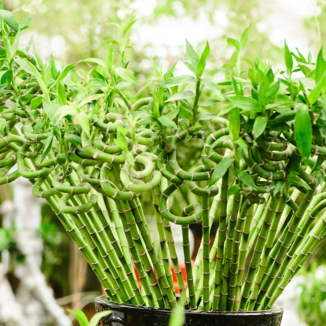 planta feng shui