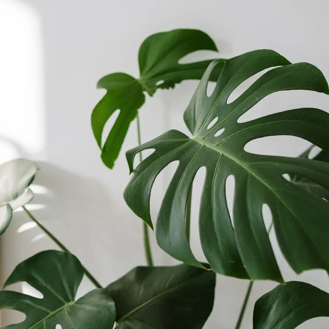 planta feng shui